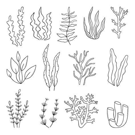 5 aquatic plants drawing|Captivating Underwater Plants Drawing Guide .